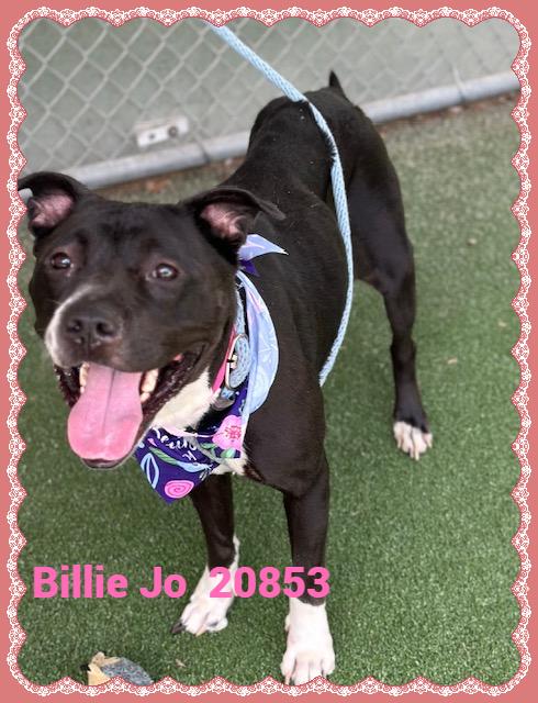 Enlarge BILLIE JO, a Adoptable mixed breed in Marietta, GA image 4/6