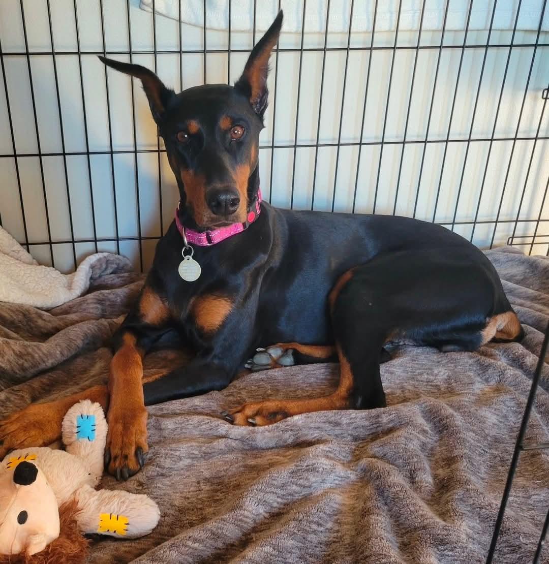 Enlarge Freedom, a Adoptable Doberman Pinscher in Columbus, OH image 1/2