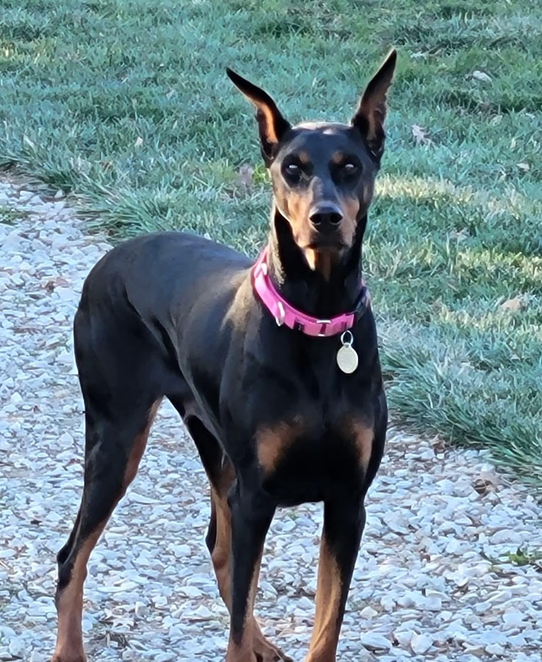 Enlarge Freedom, a Adoptable Doberman Pinscher in Columbus, OH image 2/2