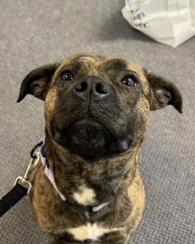 Jasper, Adoptable, Adult Male Pit Bull Terrier.