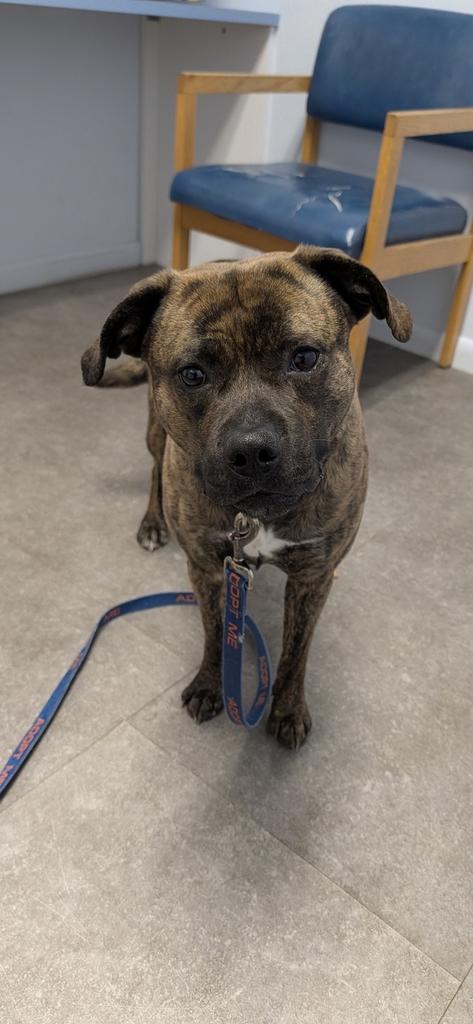 Jasper, a Adoptable Pit Bull Terrier in Gloversville, NY image 2/2