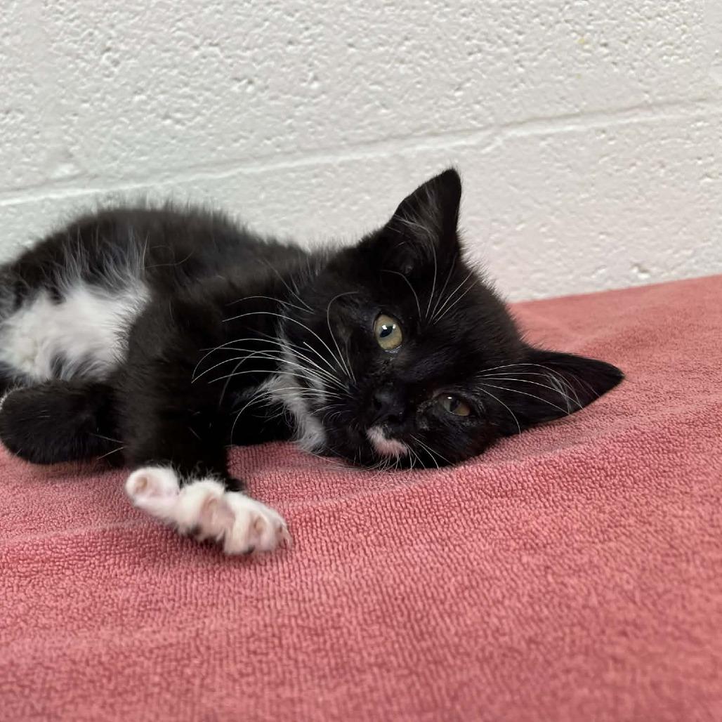 SVAS-Stray-38255 — thumbnail 2