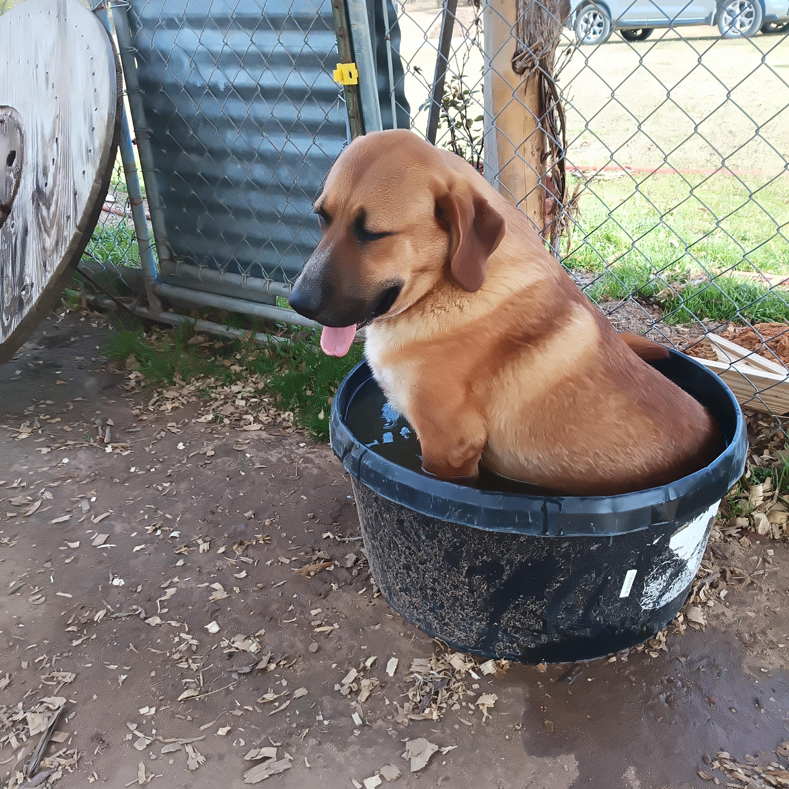 Riley, Adoptable, Young Male Mixed Breed.