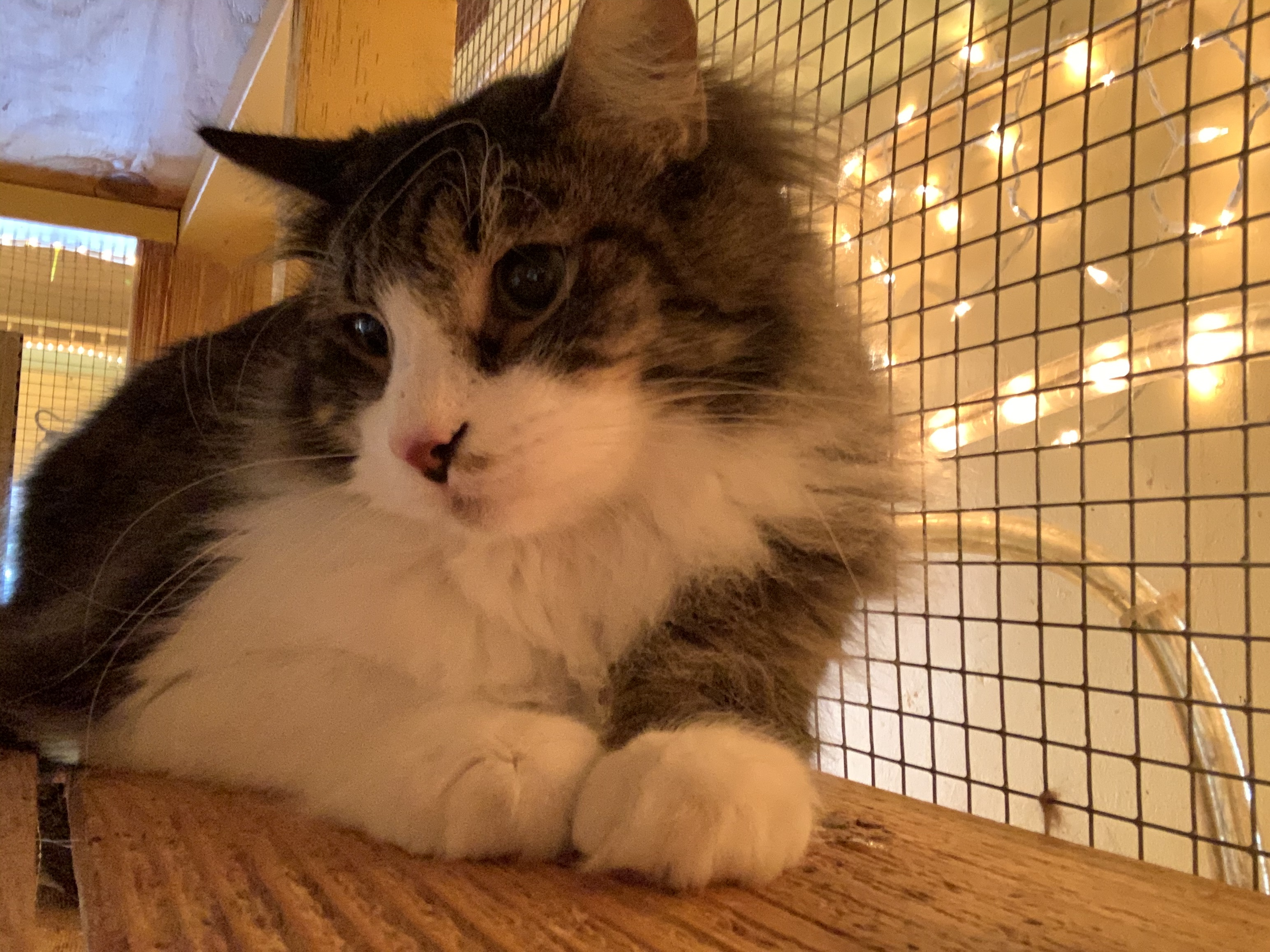 Francois, a Adoptable Tabby in Memphis, TN image 1/10