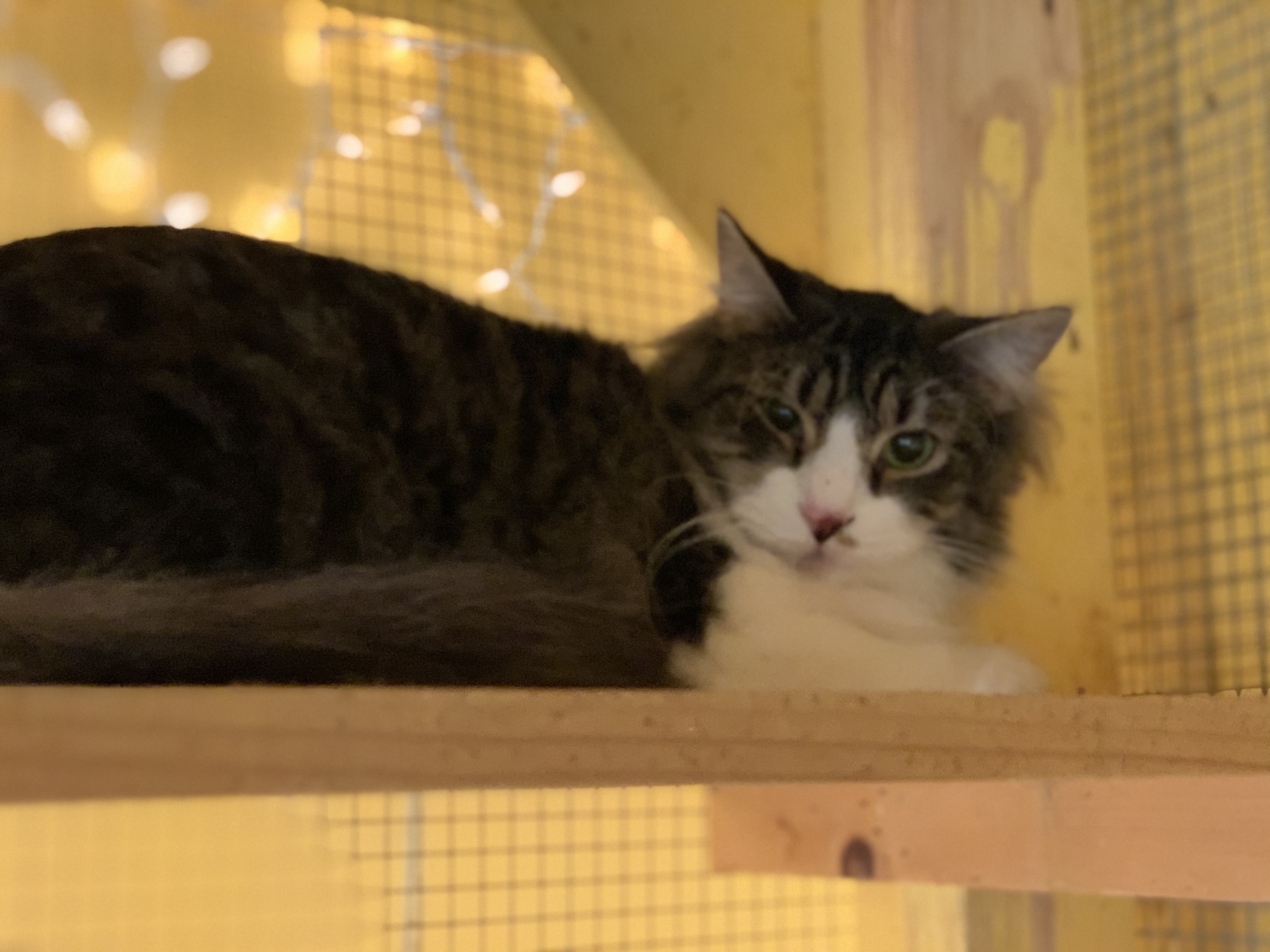 Francois, a Adoptable Tabby in Memphis, TN image 2/10