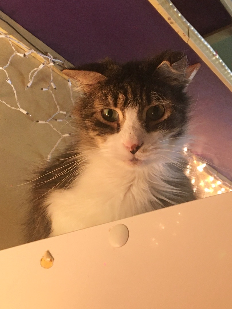 Francois, a Adoptable Tabby in Memphis, TN image 3/10