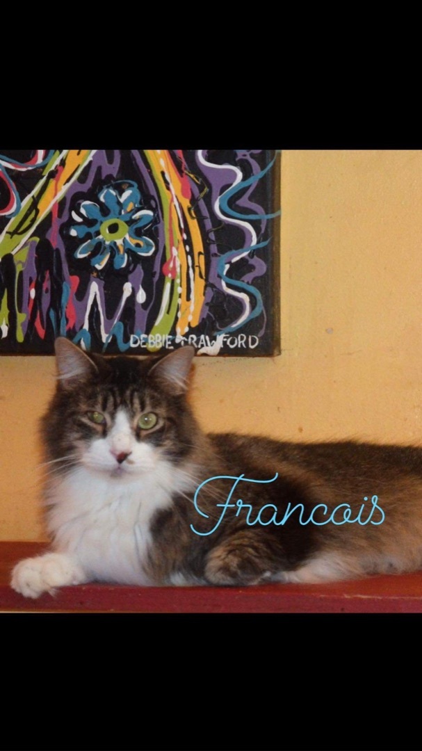 Francois, a Adoptable Tabby in Memphis, TN image 4/10