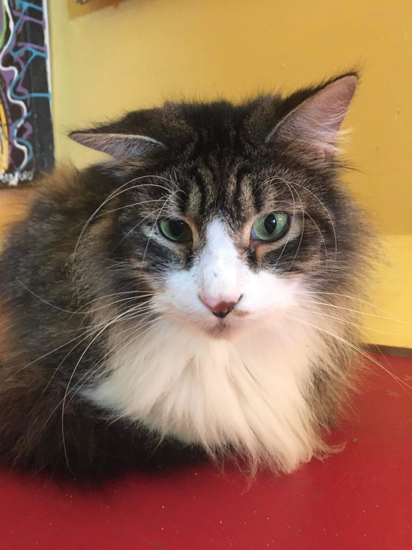 Francois, a Adoptable Tabby in Memphis, TN image 5/10