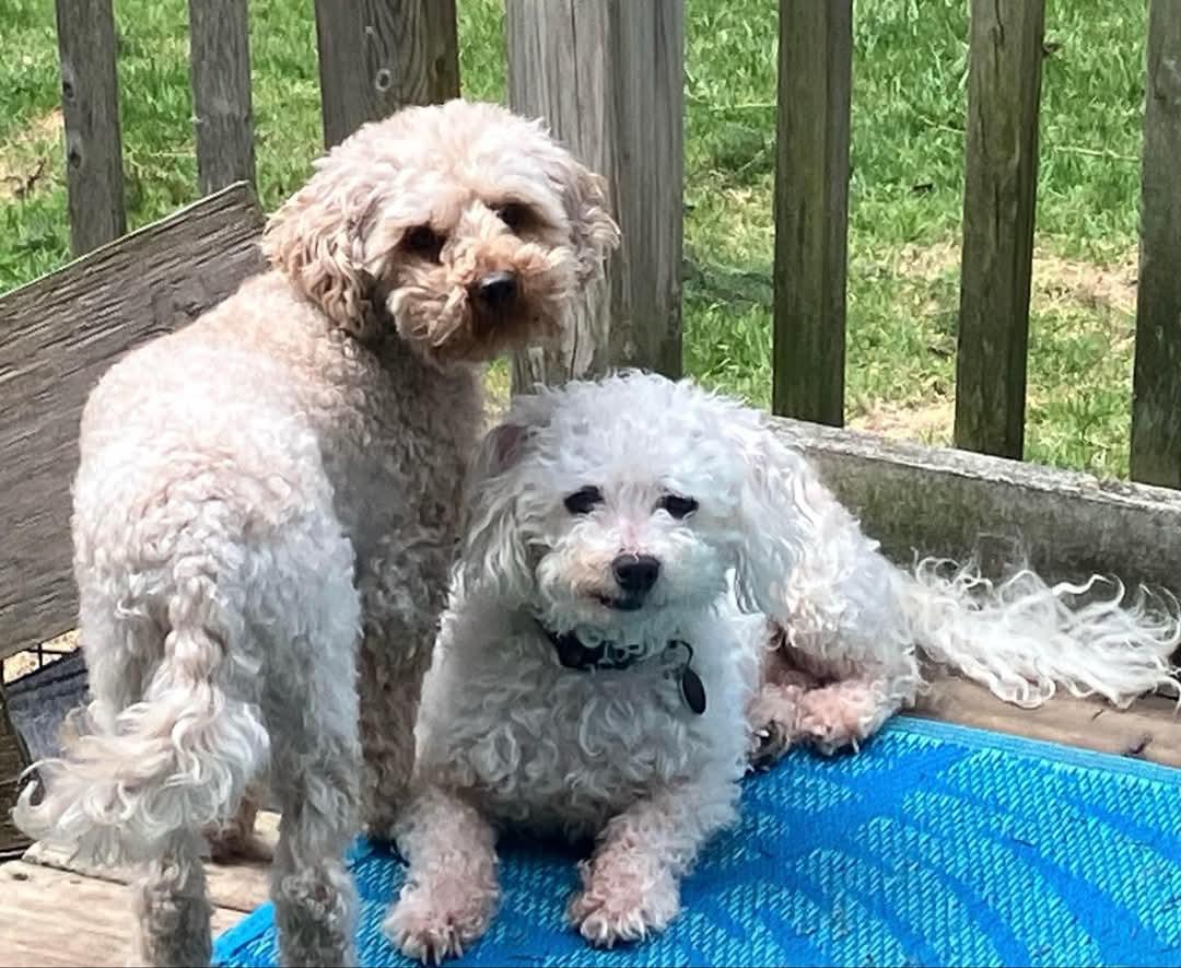 Buster, needs a home with a dog, a Adoptable Bichon Frise in Lucknow, ON image 4/4