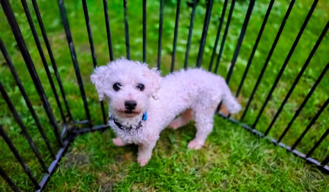 Buster, needs a home with a dog photo 2