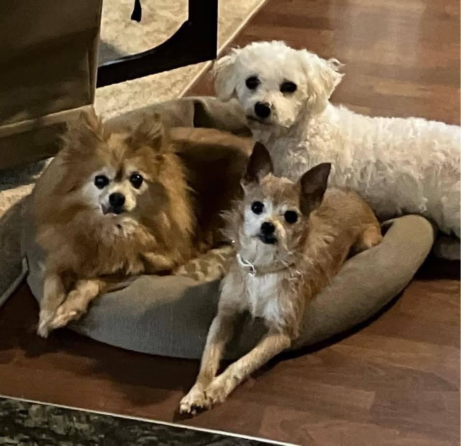 Buster, needs a home with a dog, Adoptable, Senior Male Bichon Frise.