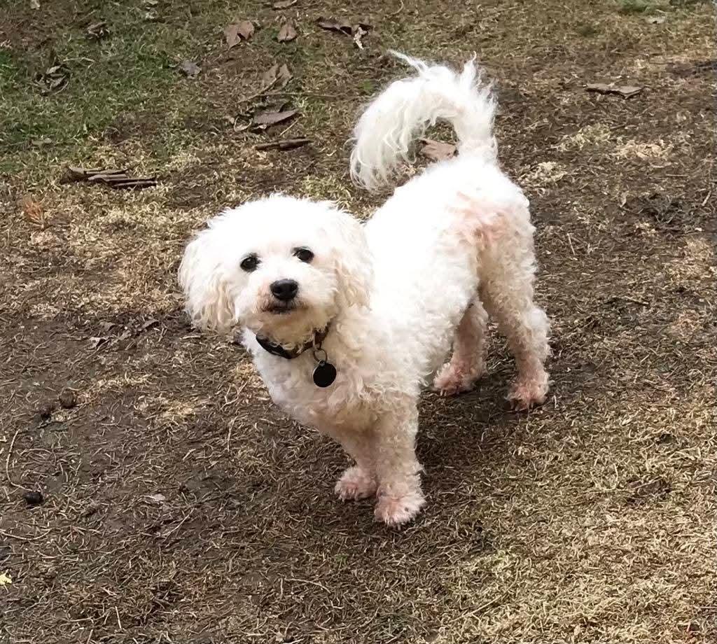 Buster, needs a home with a dog photo 5
