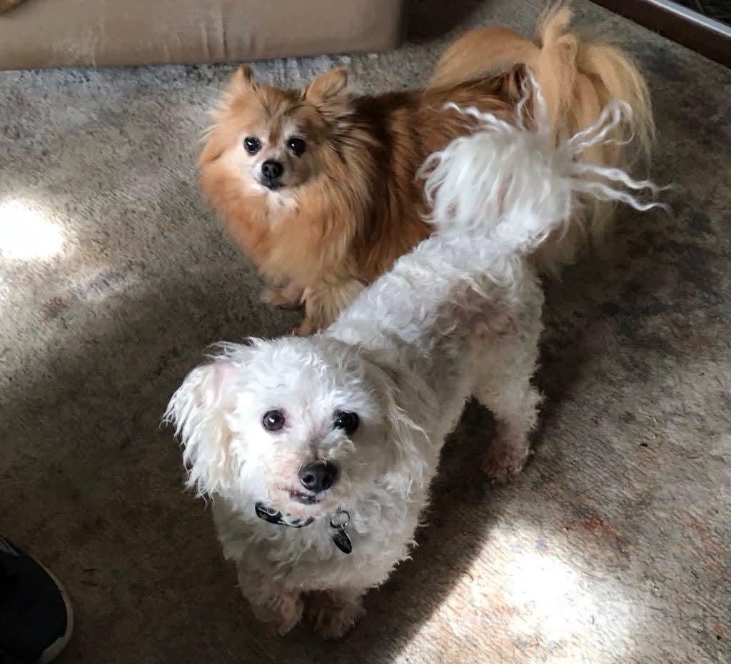 Buster, needs a home with a dog, a Adoptable Bichon Frise in Lucknow, ON image 2/4