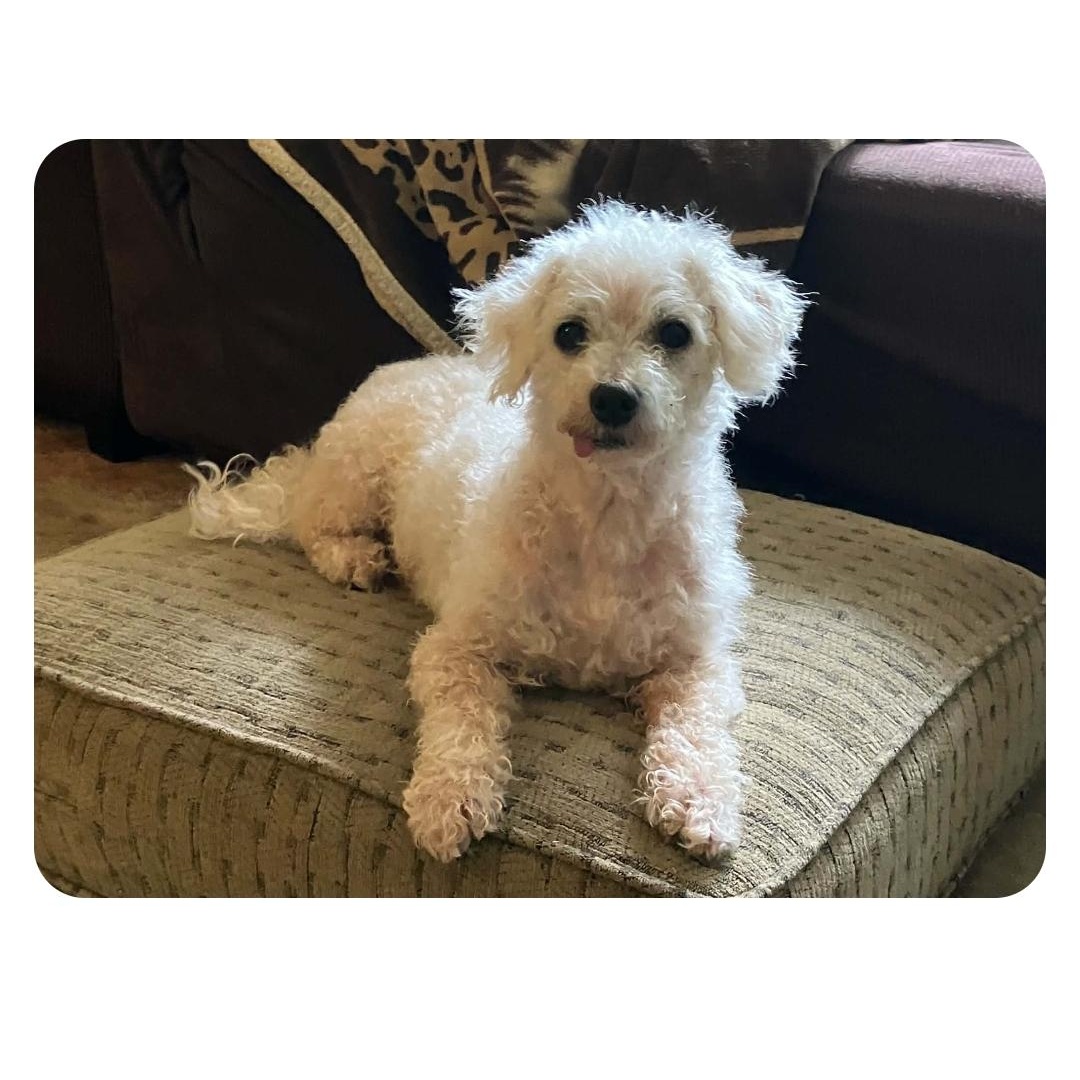 Buster, needs a home with a dog, a Adoptable Bichon Frise in Lucknow, ON image 1/5