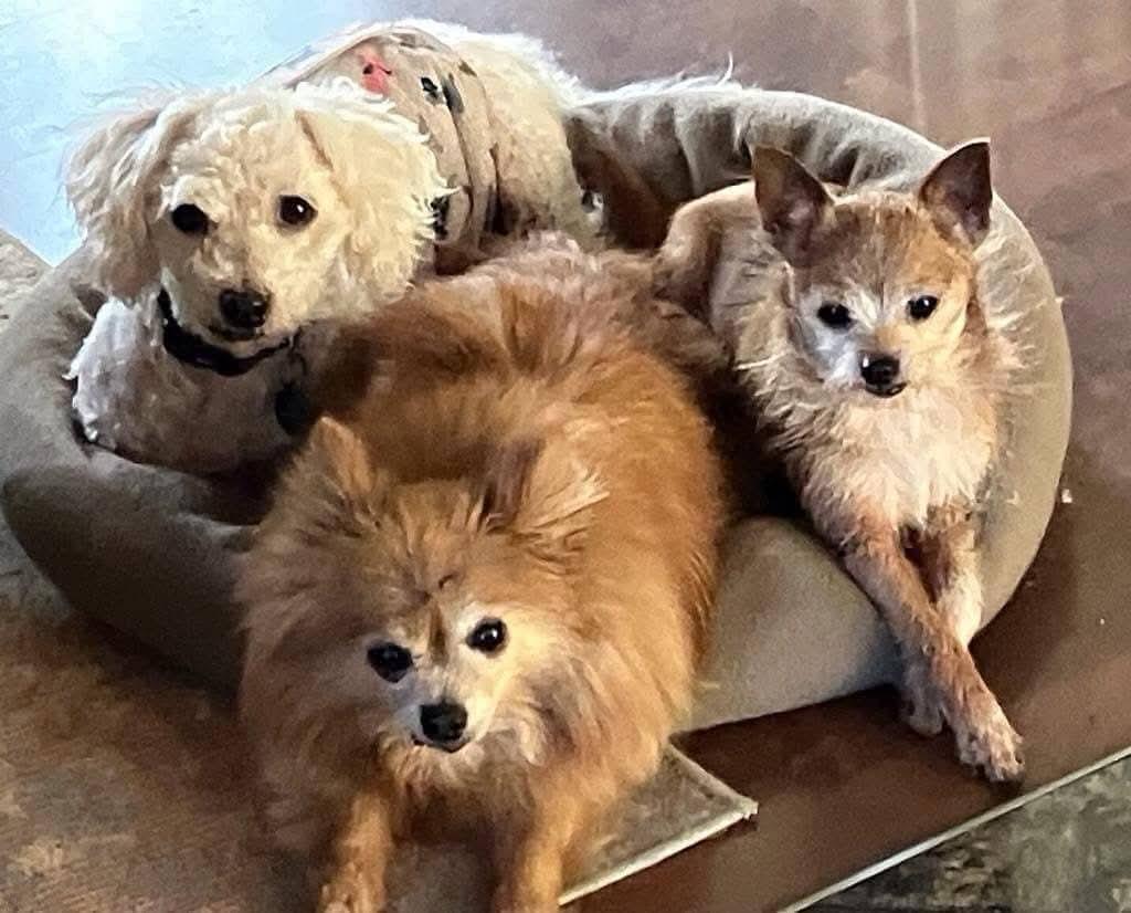 Buster, needs a home with a dog, a Adoptable Bichon Frise in Lucknow, ON image 3/4