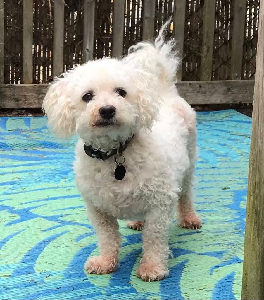Buster, needs a home with a dog photo 4