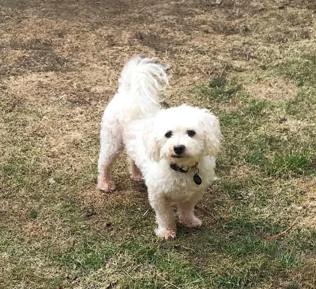 Buster, needs a home with a dog photo 6