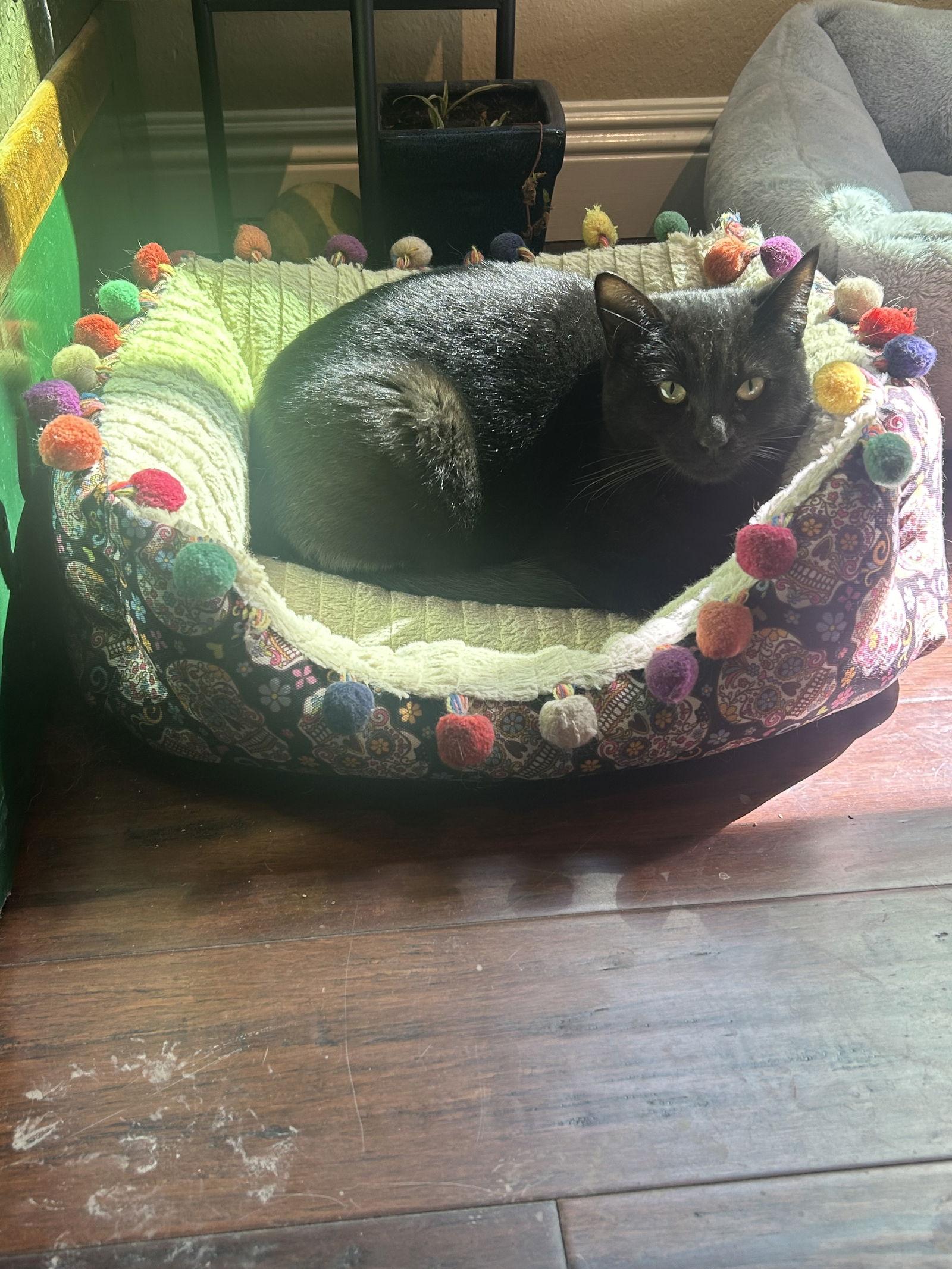 Mimi, Adoptable, Kitten Female Domestic Short Hair.