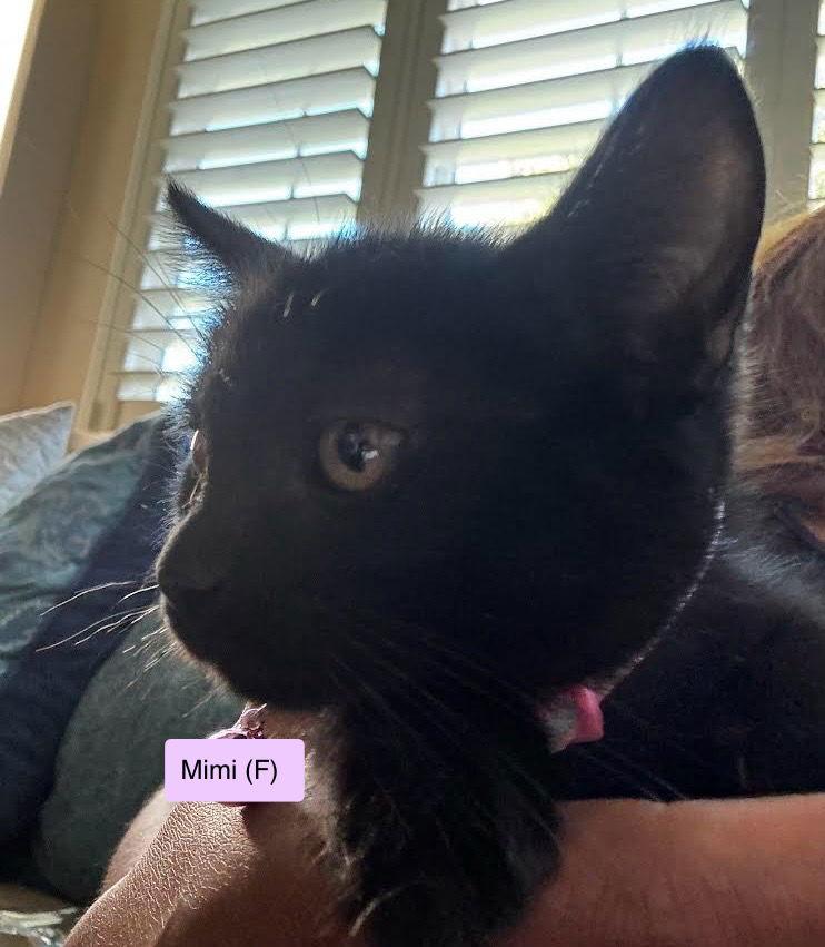 Enlarge Mimi, a Adoptable Domestic Short Hair in Vacaville, CA image 2/2