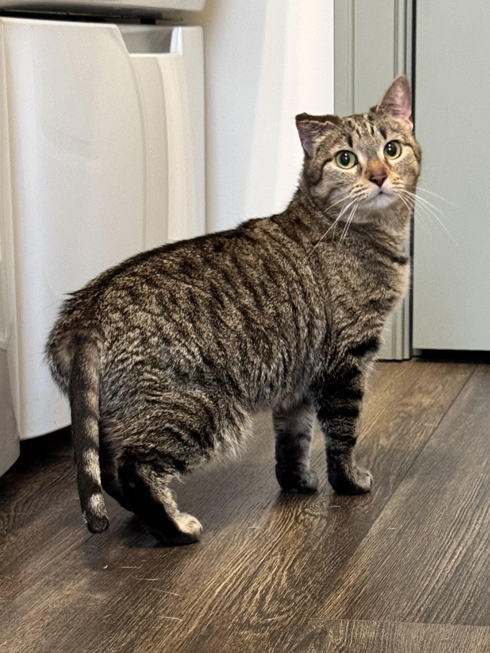 Enlarge Mila, a ADOPTABLE Domestic Short Hair in Hartville, OH image 3/5