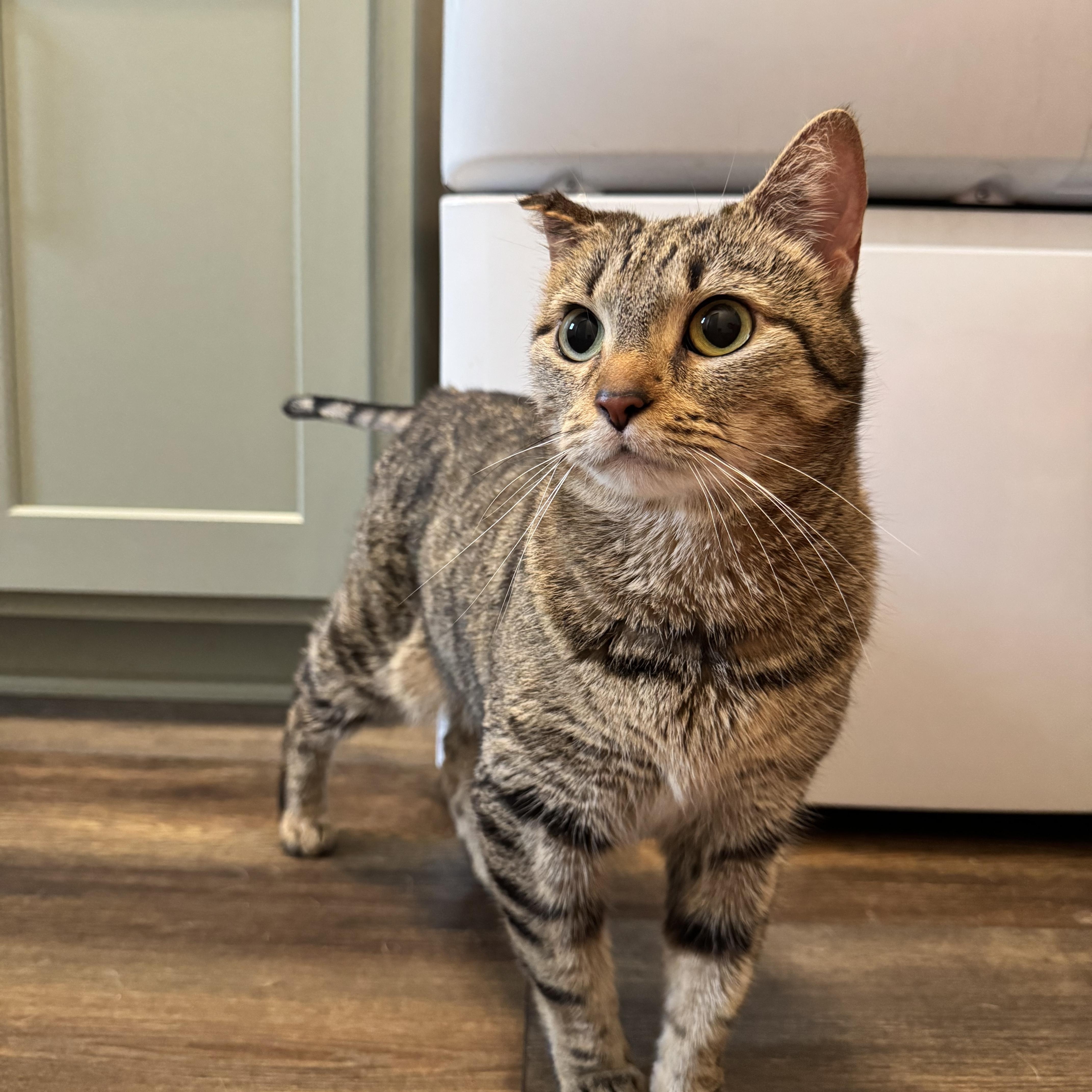 Mila, ADOPTABLE, Adult Female Domestic Short Hair.