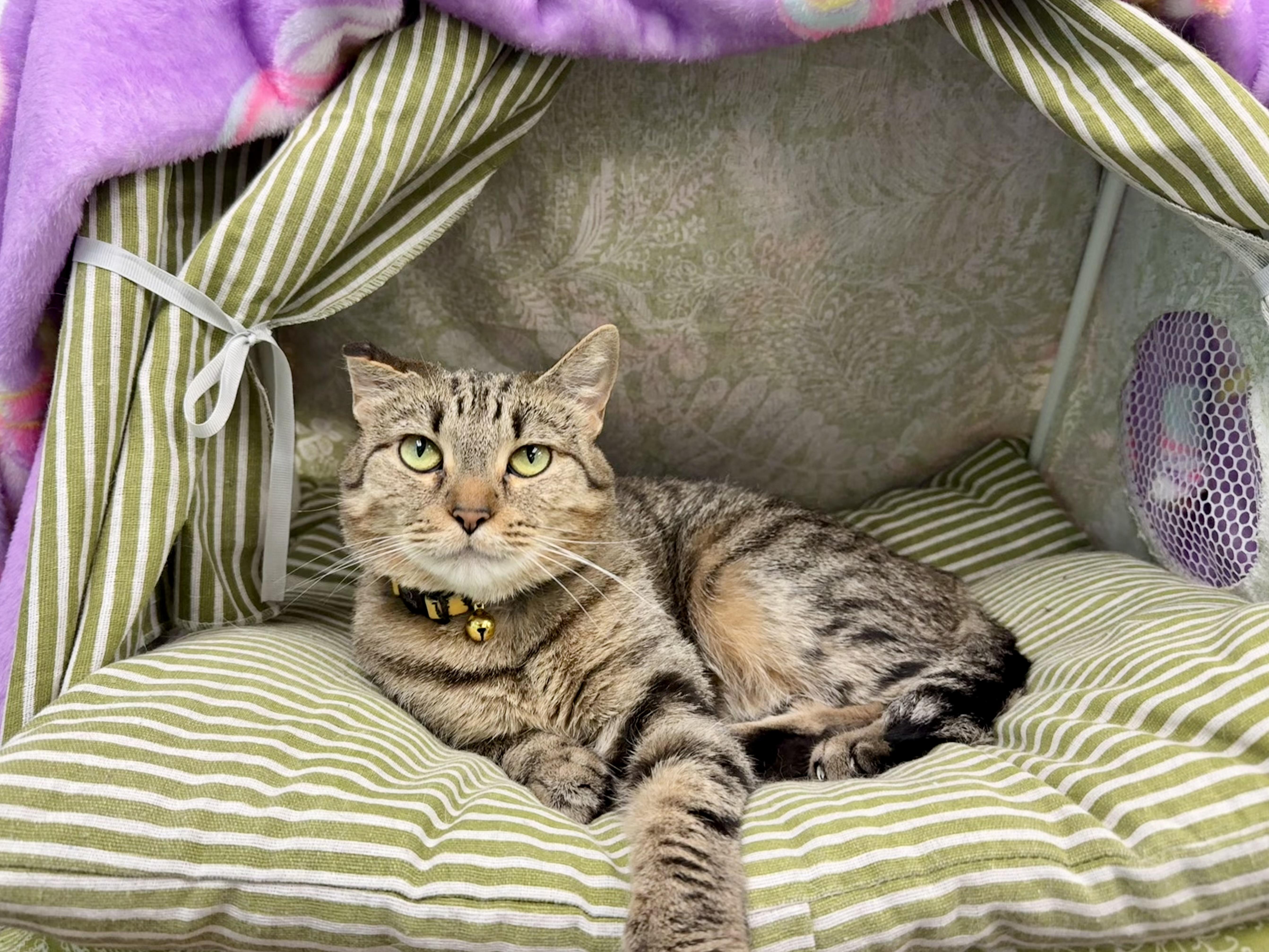 Mila, a ADOPTABLE Domestic Short Hair in Hartville, OH image 2/5