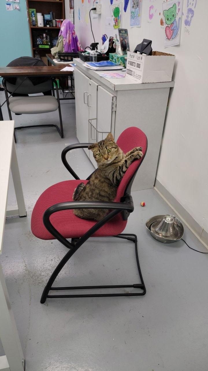 Mila, a ADOPTABLE Domestic Short Hair in Hartville, OH image 5/5