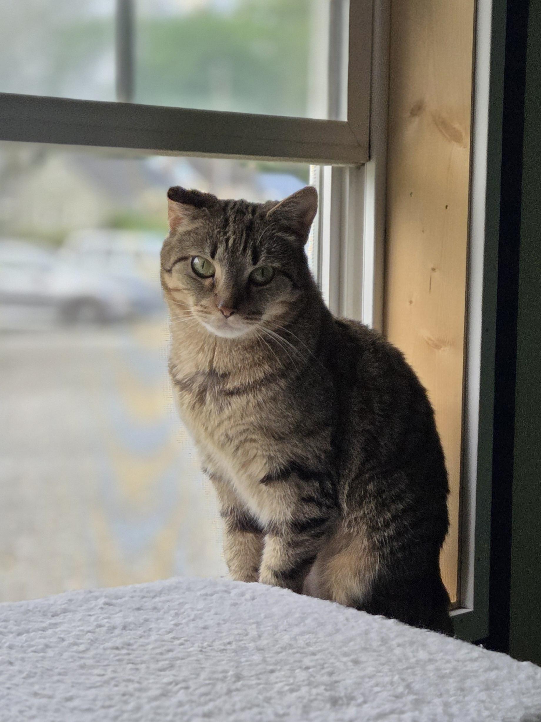 Enlarge Mila, a ADOPTABLE Domestic Short Hair in Hartville, OH image 2/5