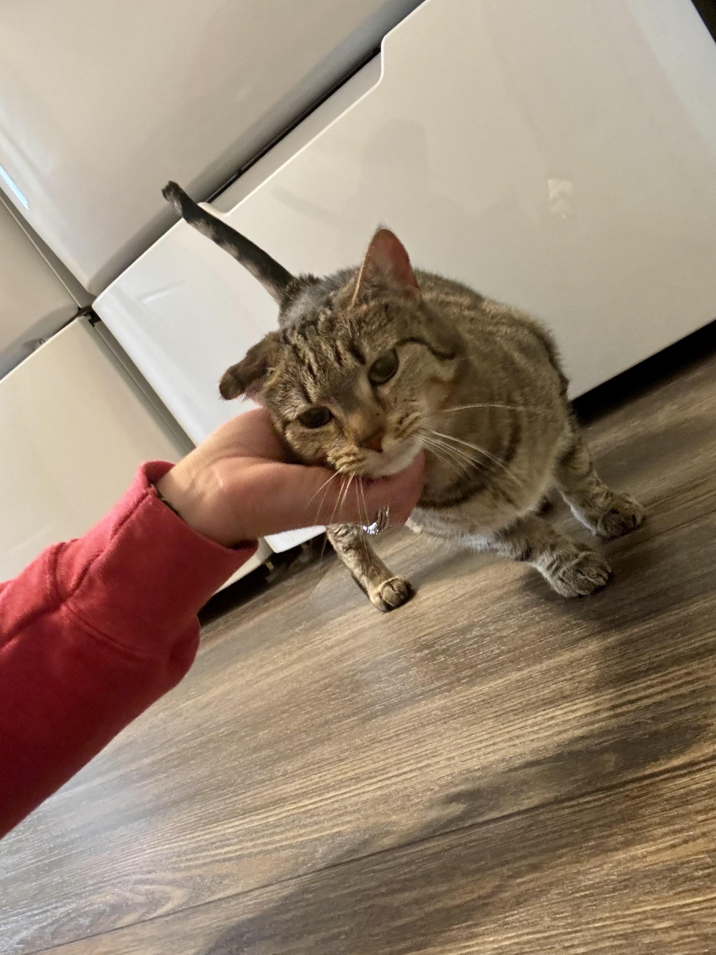 Enlarge Mila, a ADOPTABLE Domestic Short Hair in Hartville, OH image 5/5