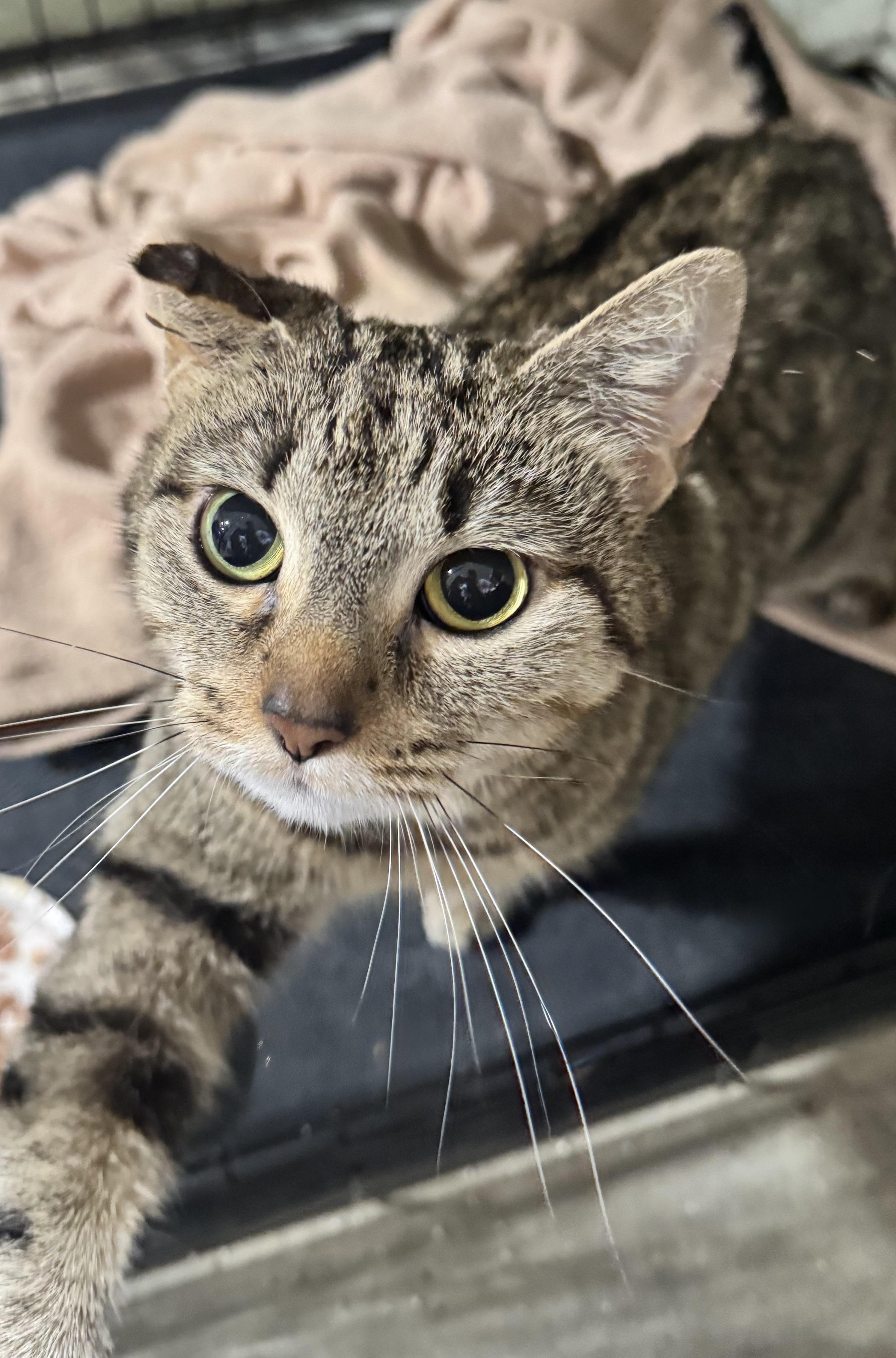 Enlarge Mila, a ADOPTABLE Domestic Short Hair in Hartville, OH image 4/5