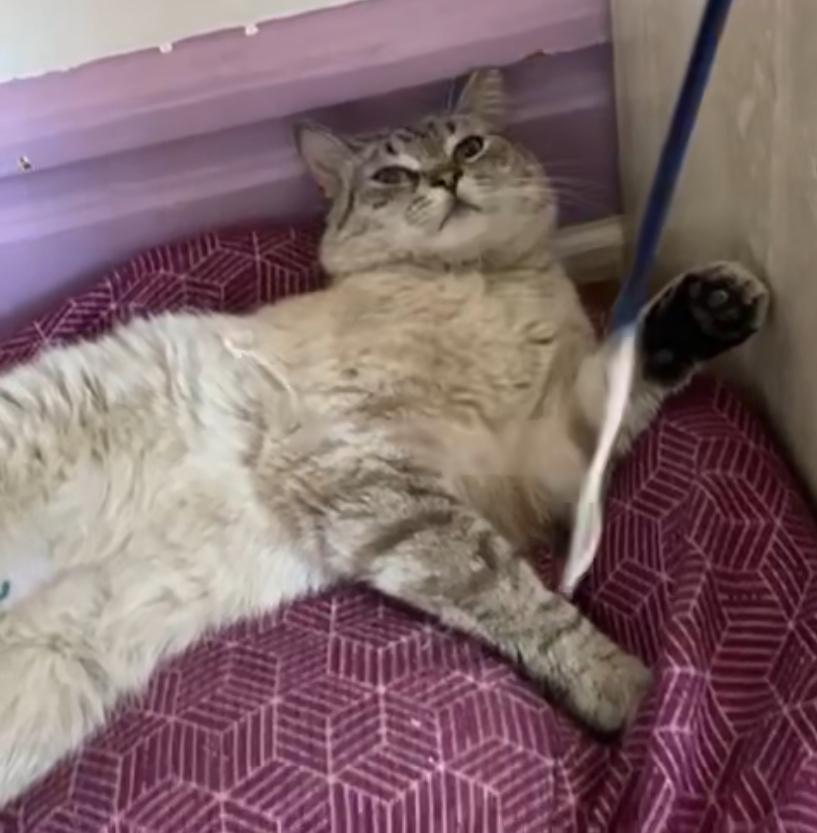 Romeo, a Adoptable mixed breed in Red Bank, NJ image 4/4