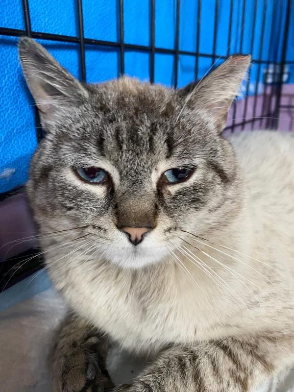 Romeo, Adoptable, Adult Male Siamese & Domestic Short Hair.
