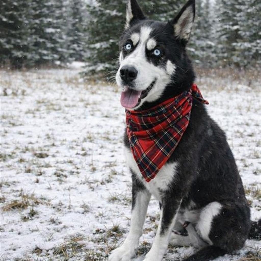 Husky  Husky thumbnail 2