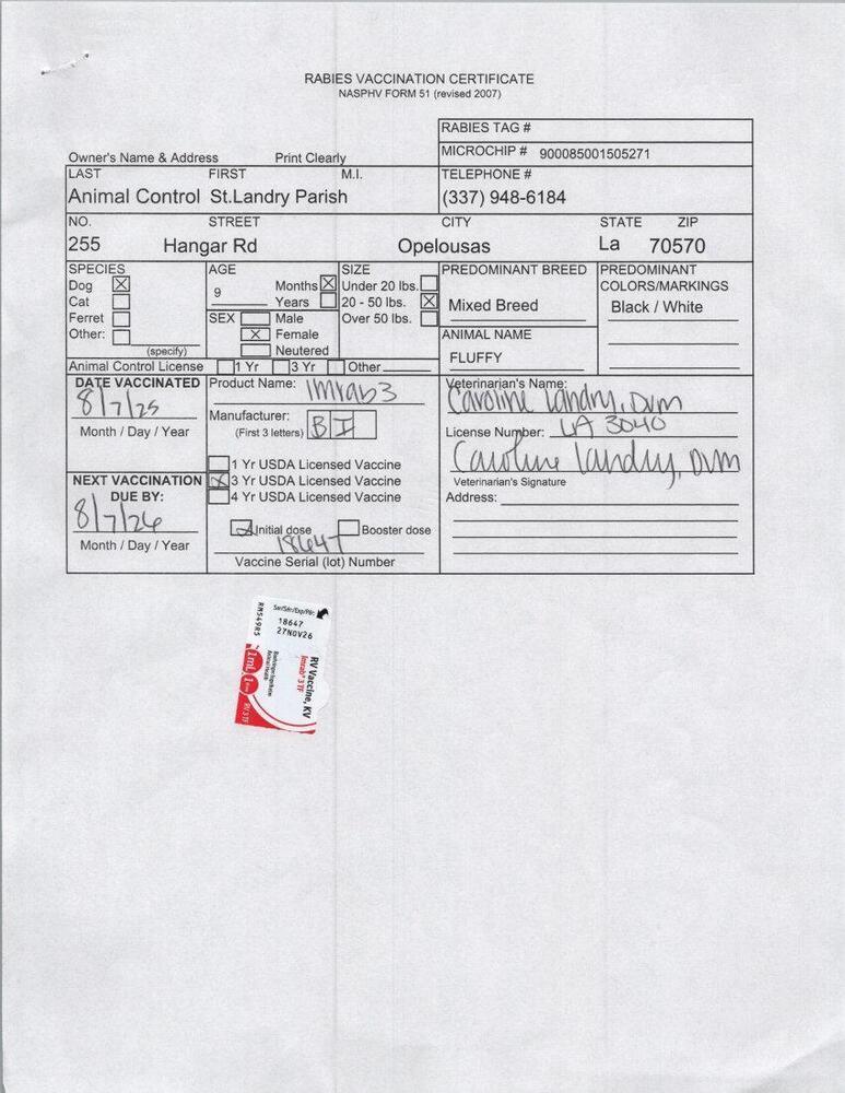 Enlarge Fluffy, a Adoptable mixed breed in Opelousas, LA image 1/2