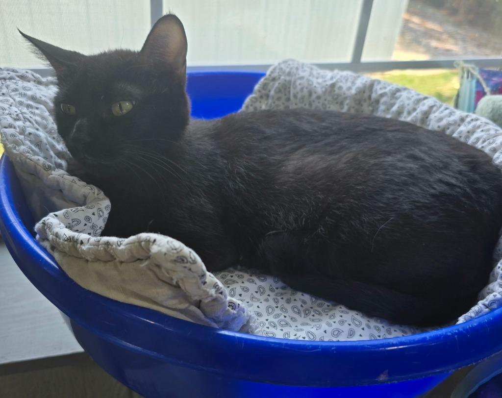 Laurel, Adoptable, Young Female Domestic Short Hair.