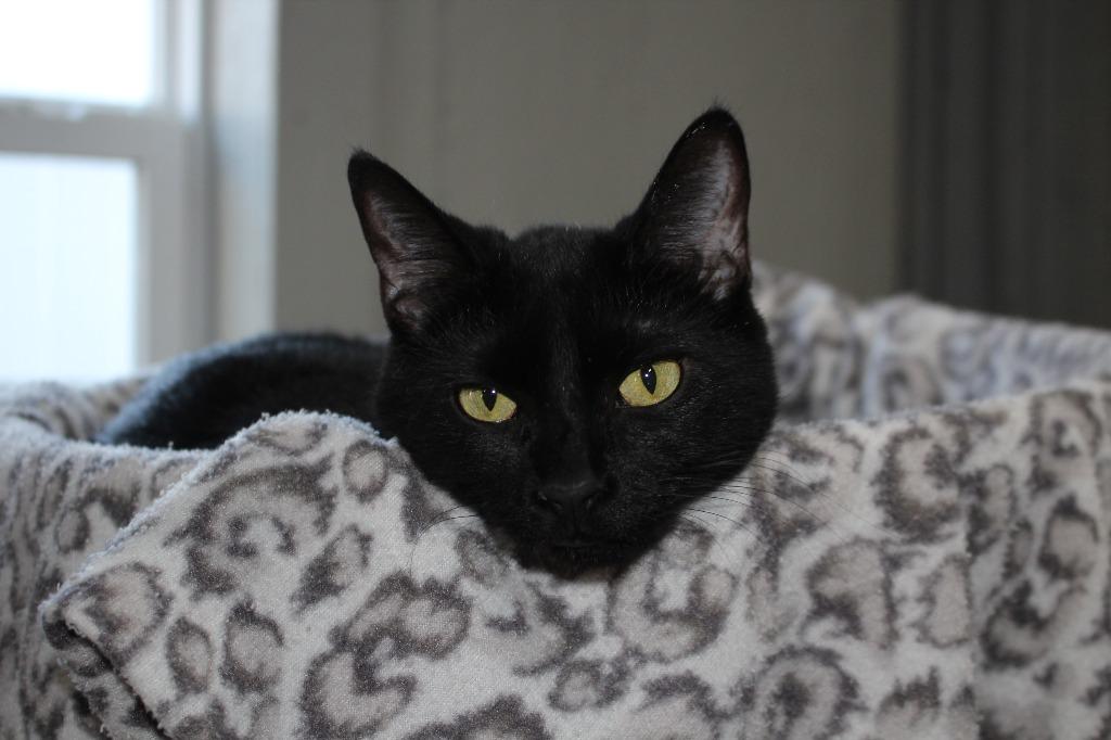 Laurel, a Adoptable mixed breed in Murphysboro, IL image 2/5