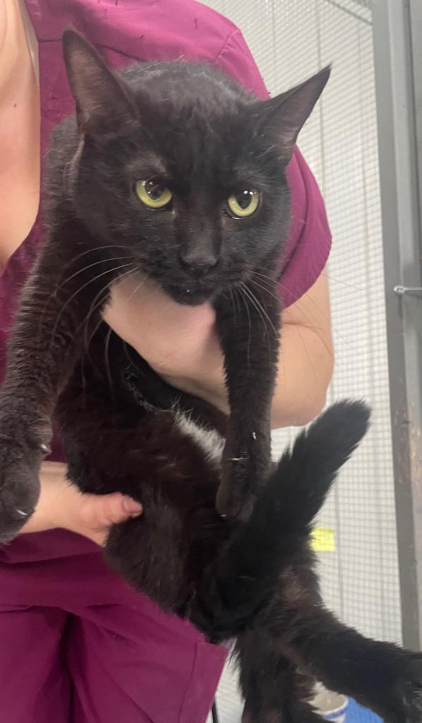 Laurel, a Adoptable mixed breed in Murphysboro, IL image 3/5