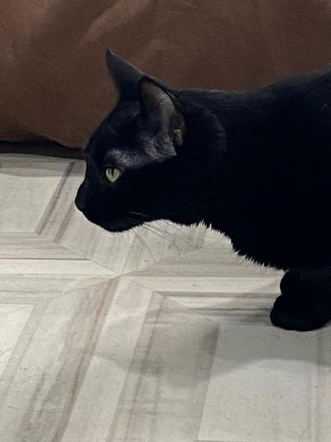 Laurel, a Adoptable mixed breed in Murphysboro, IL image 4/5