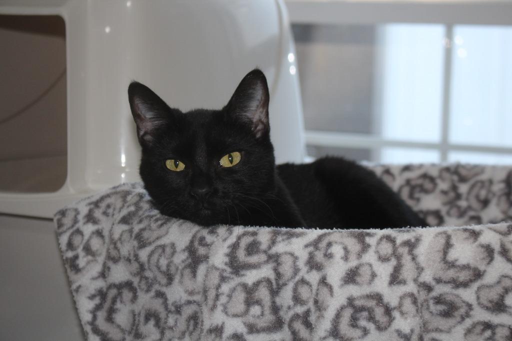 Laurel, a Adoptable mixed breed in Murphysboro, IL image 5/5