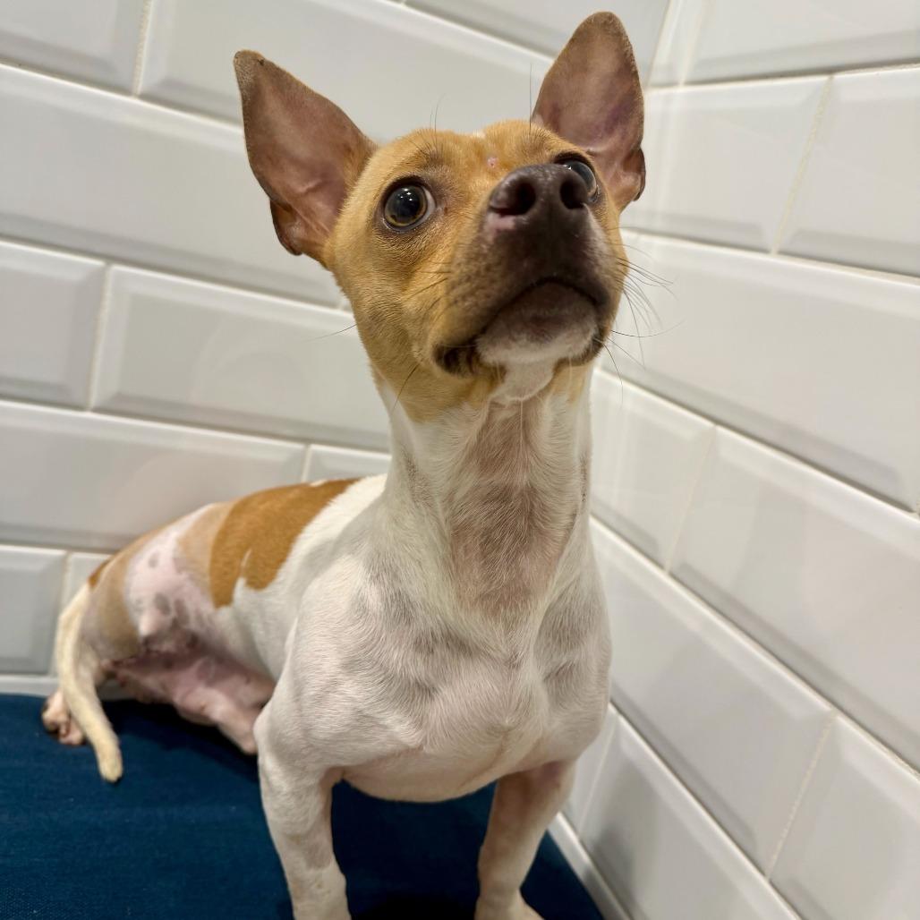 Meechi, Adoptable, Adult Male Chihuahua.