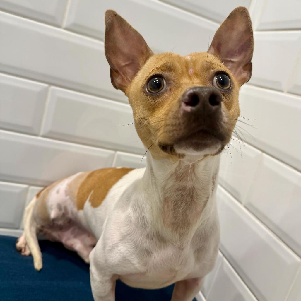 Enlarge Meechi, a Adoptable Chihuahua in Dayton, OH image 2/3