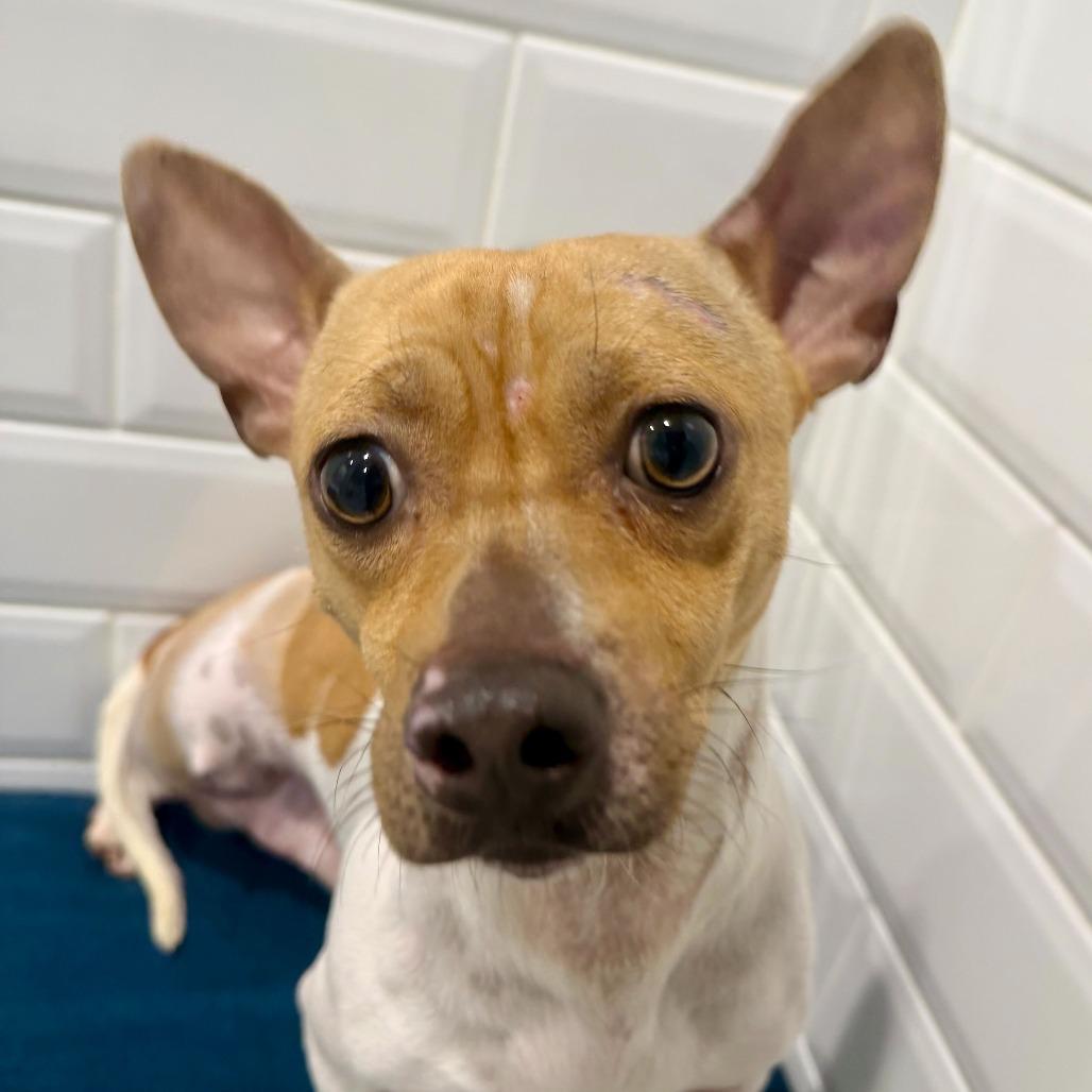 Enlarge Meechi, a Adoptable Chihuahua in Dayton, OH image 3/3