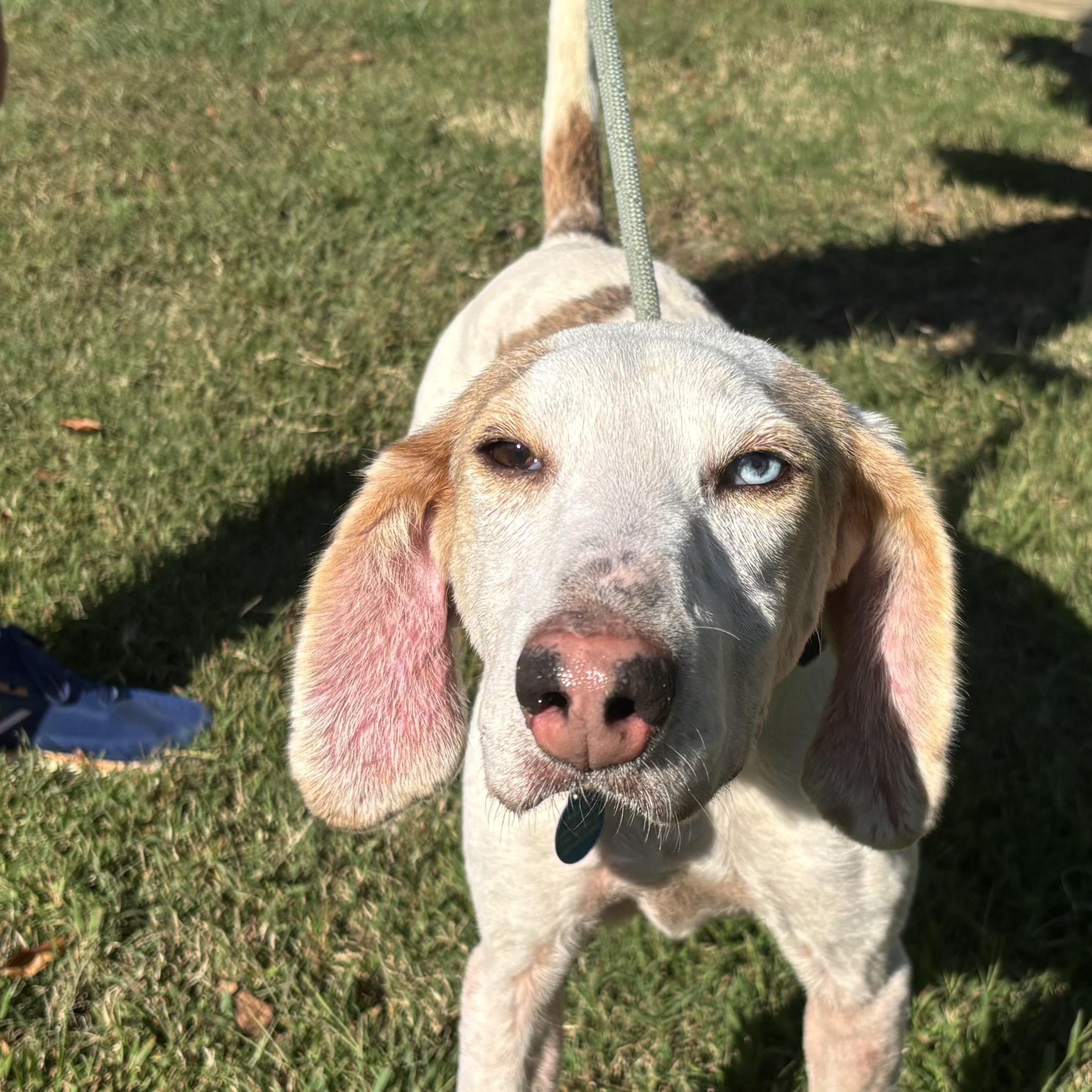 Bandit, Adoptable, Adult Male Hound.