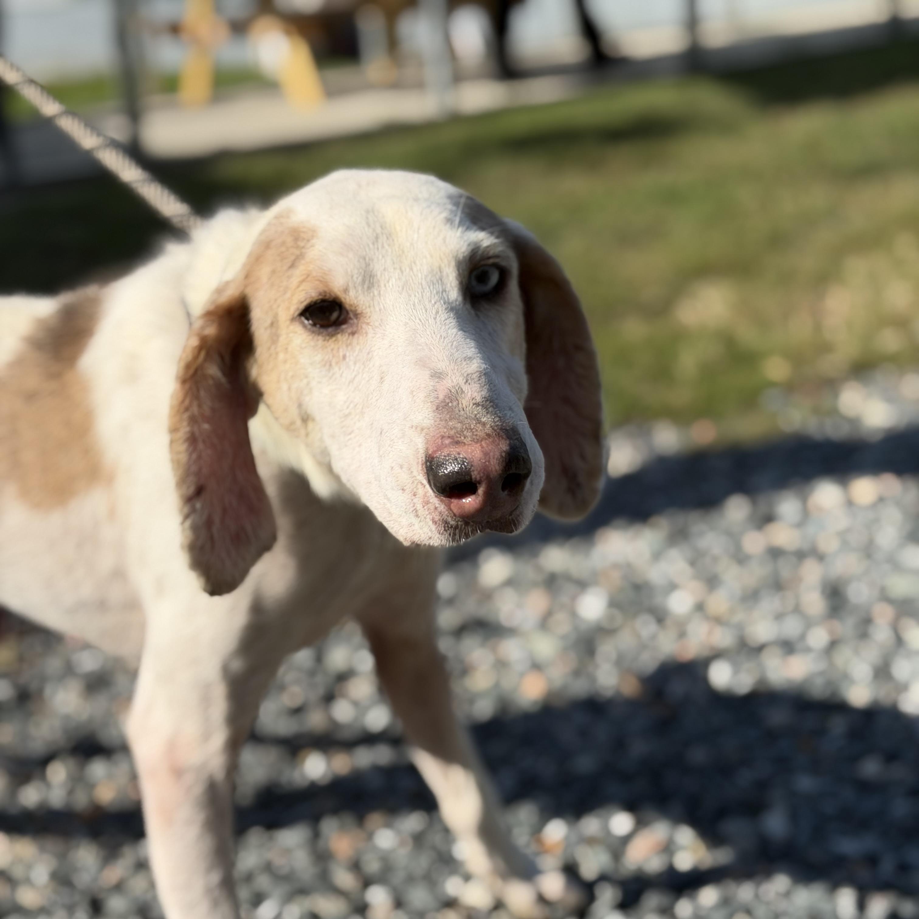Enlarge Bandit, a Adoptable Hound in Gloucester, VA image 2/4