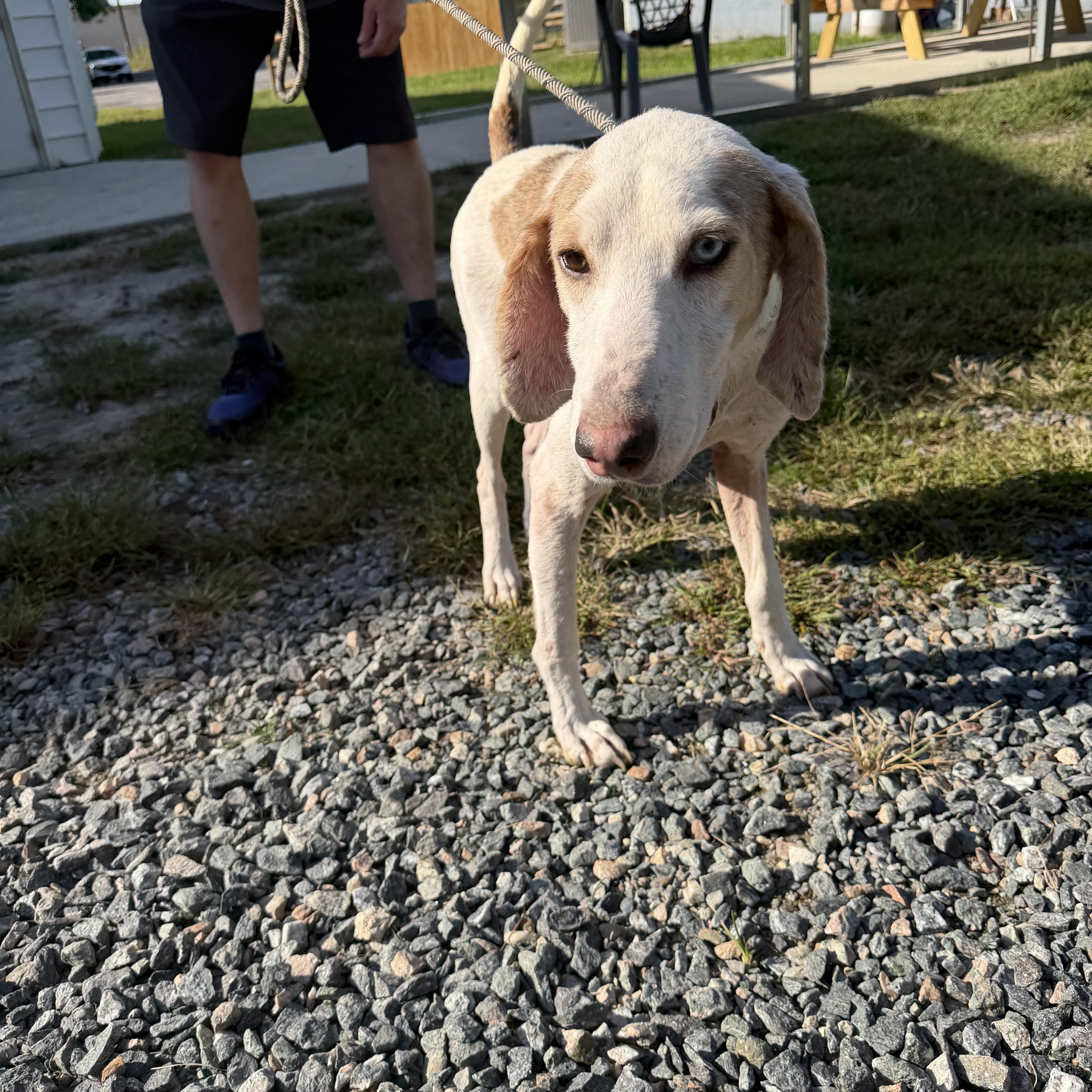 Enlarge Bandit, a Adoptable Hound in Gloucester, VA image 3/4