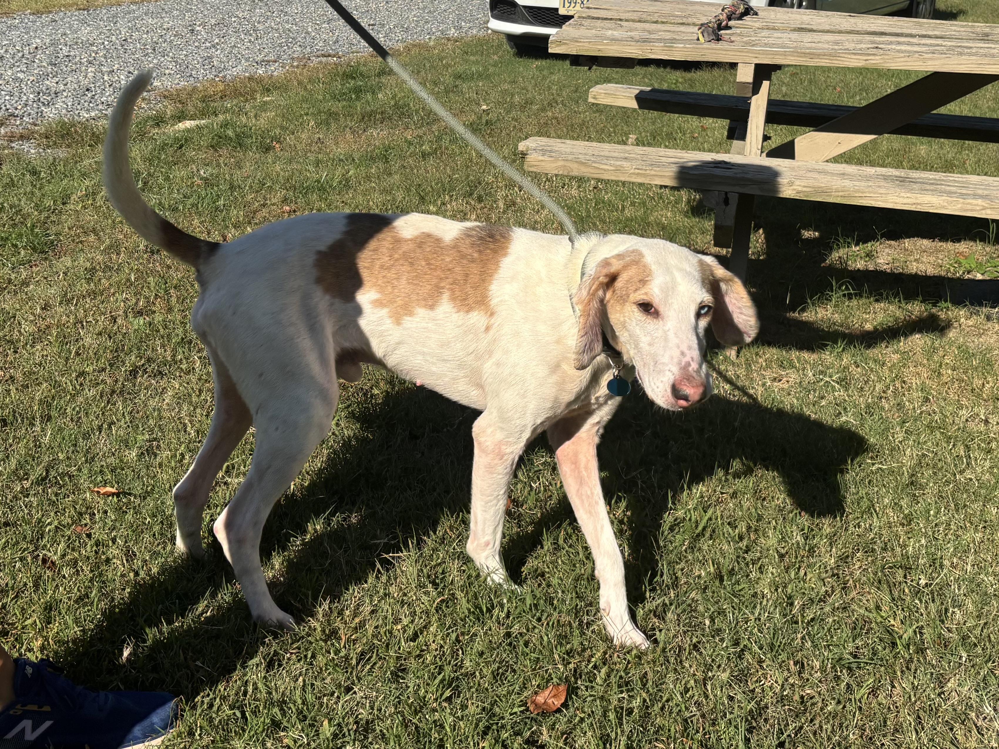 Enlarge Bandit, a Adoptable Hound in Gloucester, VA image 4/4