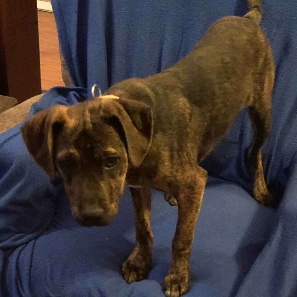 Enlarge Peter Pan, a Adoptable mixed breed in Locust Fork, AL image 1/3