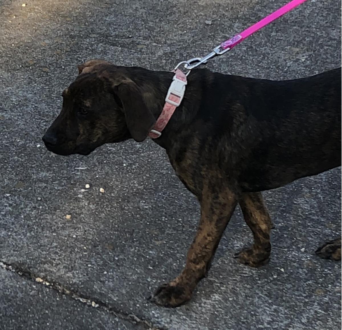 Enlarge Peter Pan, a Adoptable mixed breed in Locust Fork, AL image 2/3