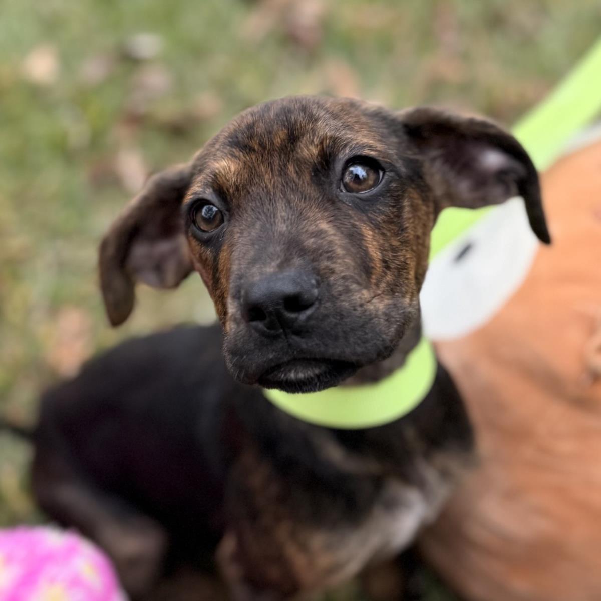 Enlarge Peter Pan, a Adoptable mixed breed in Locust Fork, AL image 3/3