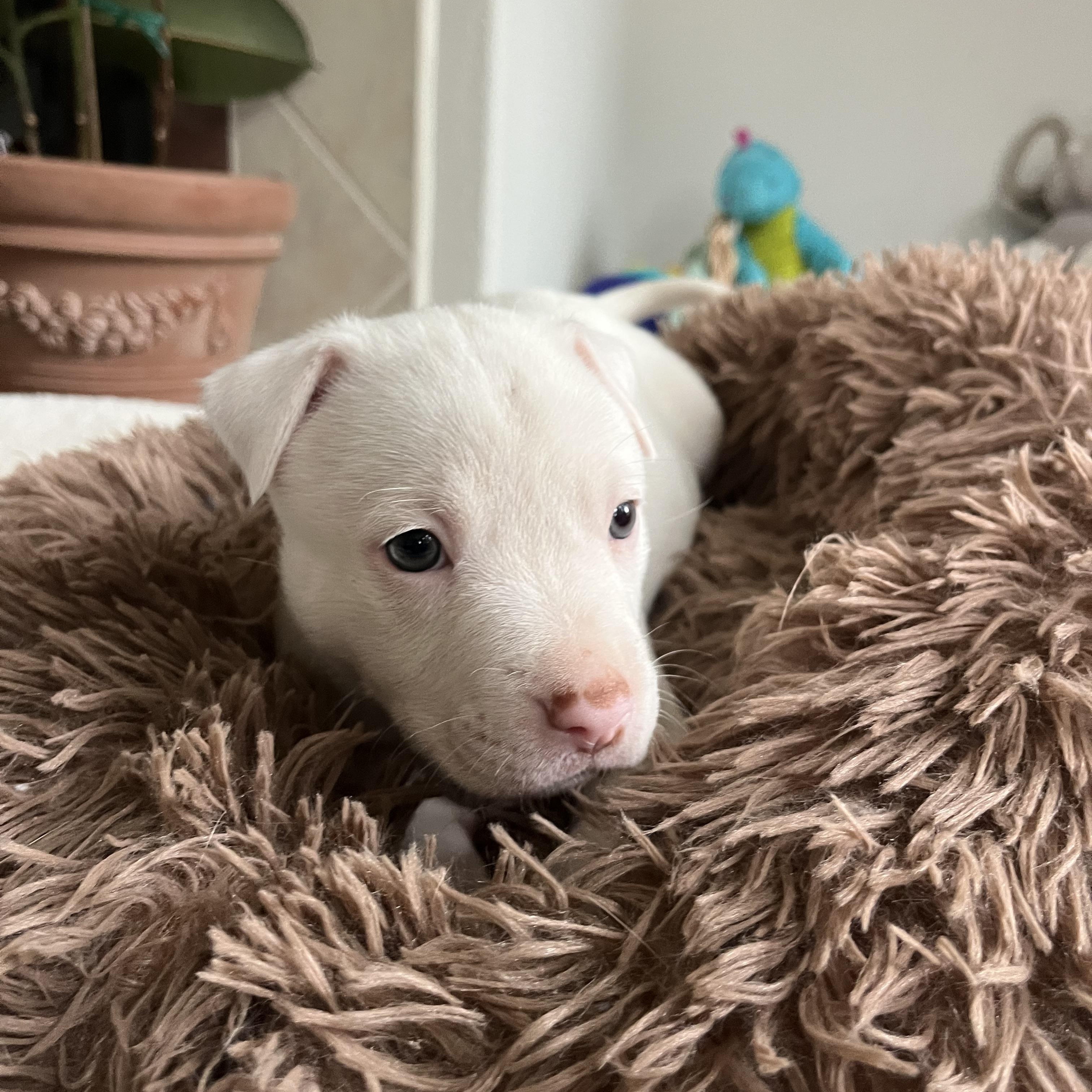 Enlarge Stella , a ADOPTABLE Pit Bull Terrier in Poway, CA image 2/3